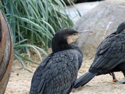 Black cormorant birds