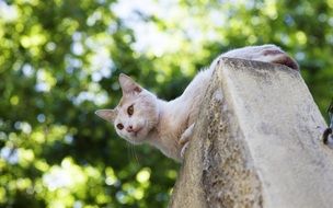 white cat on the roof