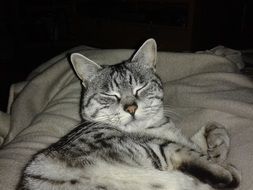Sleepy nice kitty