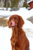 Orange dog with long tongue