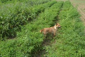 Dog on the farm field