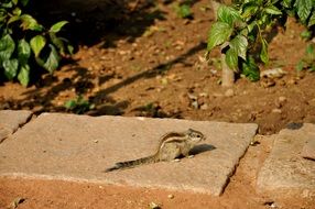 Siberian chipmunk on a concrete slab