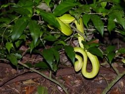 beautiful and cuteSnake Animal