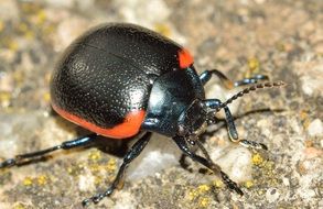 Beetle Chrysolina Rossia