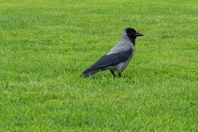 gray and black Crow on green Lawn
