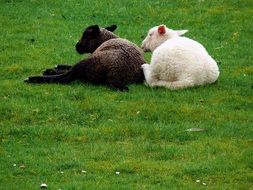 black and white sheep sleeping