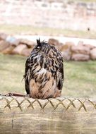 wild bird of prey on a park show