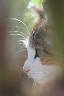 profile Portrait of domestic cat