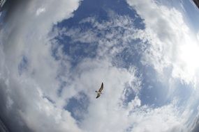 Bird in the sky