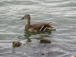 duck mother with ducklings