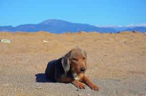 cute hybrid dog lying on sand