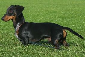 Dachshund Wiener Dog