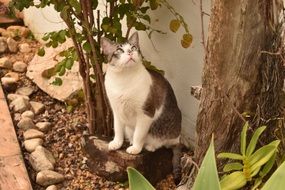 spotted cat looking up