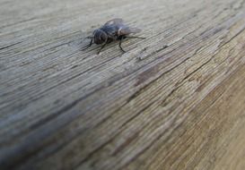 fly on the wooden panel
