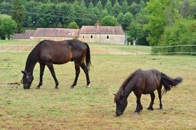 two dark brown horses on a farm