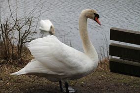 white Swan on ground at water