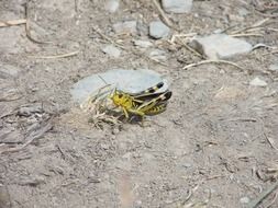 cricket on the ground