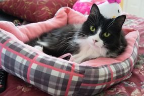 Beautiful and colorful cat is lying in the bed