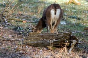 A Bock Wild Animals