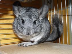 short-tailed chinchilla in a cage