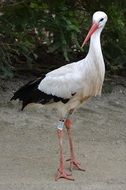 stork stands on the road near the bushes