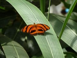 orange butterfly on the green leaf