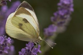 white butterfly on purple lavender