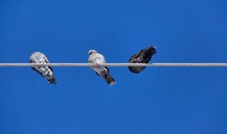 perched doves on the cable