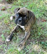 cute brown puppy lies on the lawn