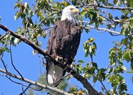 perched majestic bald eagle
