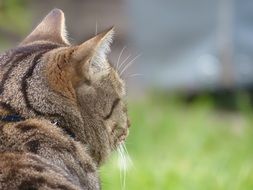 cat with tiger color