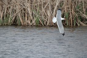 Seagull on the pond