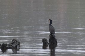 Cormorants in wildlife