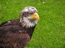 bald eagle with yellow beak on a grass background