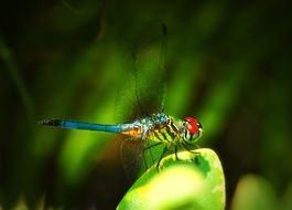 colorful dragonfly on a plant