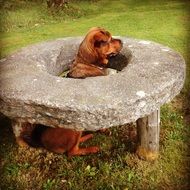 red Dog in concrete circle