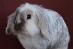 fluffy rabbit with silver color