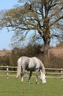 grazing white grey horse