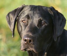 Portrait of Black Labrador