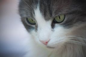 portrait of a sweet domestic white and grey cat
