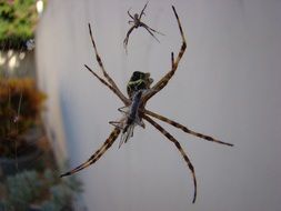 two spiders are crawling along the wall