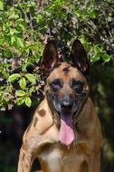 exhausted malinois dog