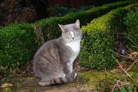 gray domestic cat in the garden