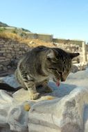 homeless foraging cat