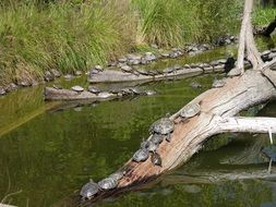 turtles are basking on land