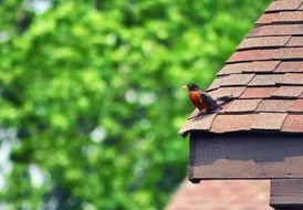 Bird Resting on Roof