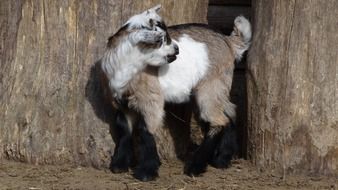tree colors goat