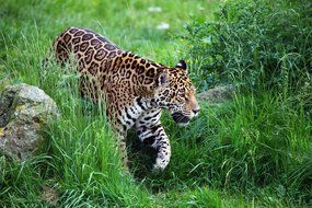 walking spotted jaguar in the grass