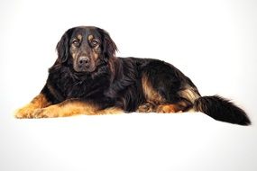 big dog lies on a white surface