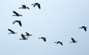 flock Birds in the sky